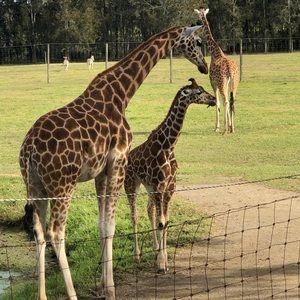 Meet your Posher, Pauline